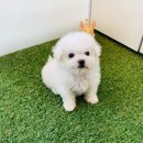 벧엘애견 이미지