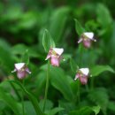 복주머니 이미지