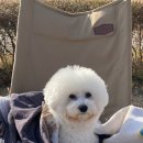 코오롱애견 이미지