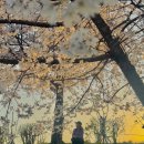 오산천 | 오산 벚꽃 명소 오산천 축제 플리마켓 포토존 후기 모음집