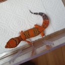 인터렙타일 이미지