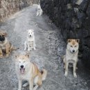 아롱이네 농장 이미지