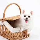 청초호유원지(북측) 이미지