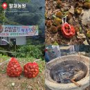 노다지농원 | 볼만한곳] 가을에 뭐하지? 아이랑, 연인이랑 가을 데이트로 딱! 공주 반포면 알밤 줍기 체험장 '말재농원'