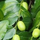 성장농원 이미지