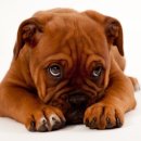 고려애견 이미지