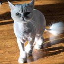 냥냥미장원 이미지