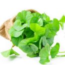 더쉐이프 이미지