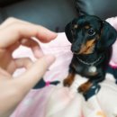 애니펫 동물병원 이미지