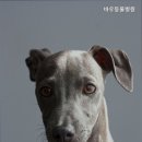 바우동물병원 | 안양동물병원 바우동물병원 신뢰할 수 있는 진료