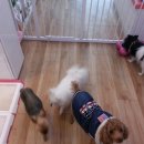 늘안아줄개 이미지