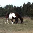 가꿀목장 이미지