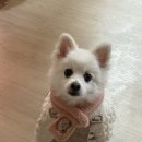 런던 애견하우스 이미지