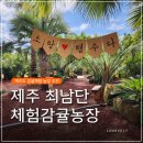 신기한농장 | 제주 감귤체험 추천 데이트, 부모님, 아이들과 가볼만한 곳 : 최남단 체험감귤농장 상세 후기