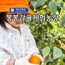 제주 감귤 귤따기 체험 늦게까지 즐기는 봉봉감귤체험농장 후기!