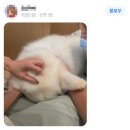 광화문동물병원 이미지