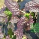 아브라함농장 이미지