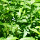 정향풀 Amsonia elliptica (Thunb.) Roem. & Schult. 이미지