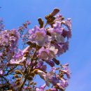 오동나무 이미지