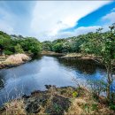 신흥동백나무군락 이미지