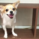 콩이 애견샵 이미지