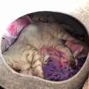 한림동물병원 이미지