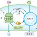 미토콘드리아의 기적 제1부 1 이미지