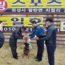 노일호 특수목적견 이미지