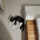 배선생펫스토리동물병원 이미지