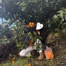 노다지농장 | 제주도 감귤체험 파더스가든 내돈내산 추천 후기(12월)