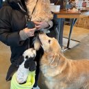 독스테이션 | 파주애견카페 | 소형견도 가능한 중대형견 애견카페, "독스테이션"