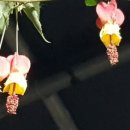 봄·초롱 하우스 이미지