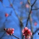 [2022년 1월 12일(음:12월 10일.일출 7시 47분.일몰17시 34분]하동공원 시(詩)의 거리에 홍매화 꽃소식. 이미지