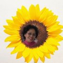 e바라기 이미지