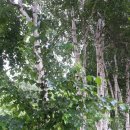 월학민박 이미지