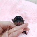 루시드 리엔 이미지