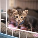 헤어볼하우스 이미지