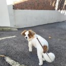 청두곶6길 12 이미지