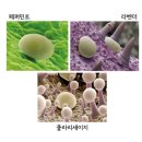 한국아로마교육원분당센터 네이버블로그