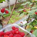 그린매점 이미지