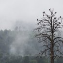 소리개들 이미지