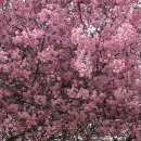 덕진동-12(동물원) | [전주] 전라도 겹벚꽃 명소: 전주 완산공원 겹벚꽃 가는길 / 전주동물원 포차 후기, 웨이팅