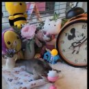 아담스펫 강아지분양 고양이분양 창원점 네이버블로그
