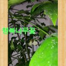 행복나무 이미지