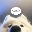 수미닭강정 | 4월에 눈이 왱왱왱 내 마음은 잉잉잉