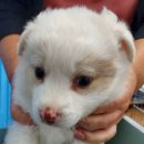 운봉동물병원 이미지