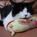 베스트동물병원 이미지