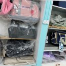 리얼독스 강아지분양 일산본점 | 리얼독스의 일산 강아지분양 후기 포메라니안과 말티즈 건강하게 만나다