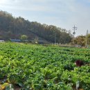 땅위의농장 이미지