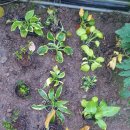 정모때 받은 것 가식 이미지